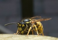 Yorkshire wasp control 376591 Image 6